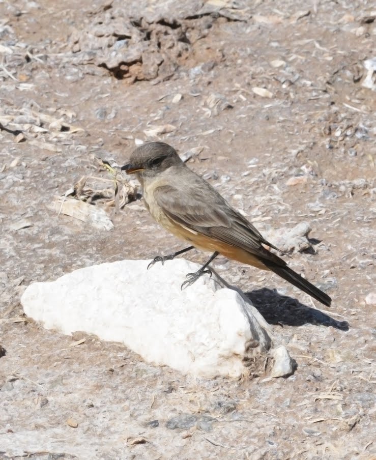 Say's Phoebe with Grasshopper_4012