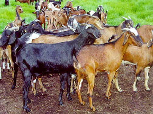 gambar sapi dan kambing