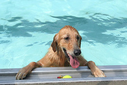 Small Dog Paddling Pool Small Dog Paddling Pool