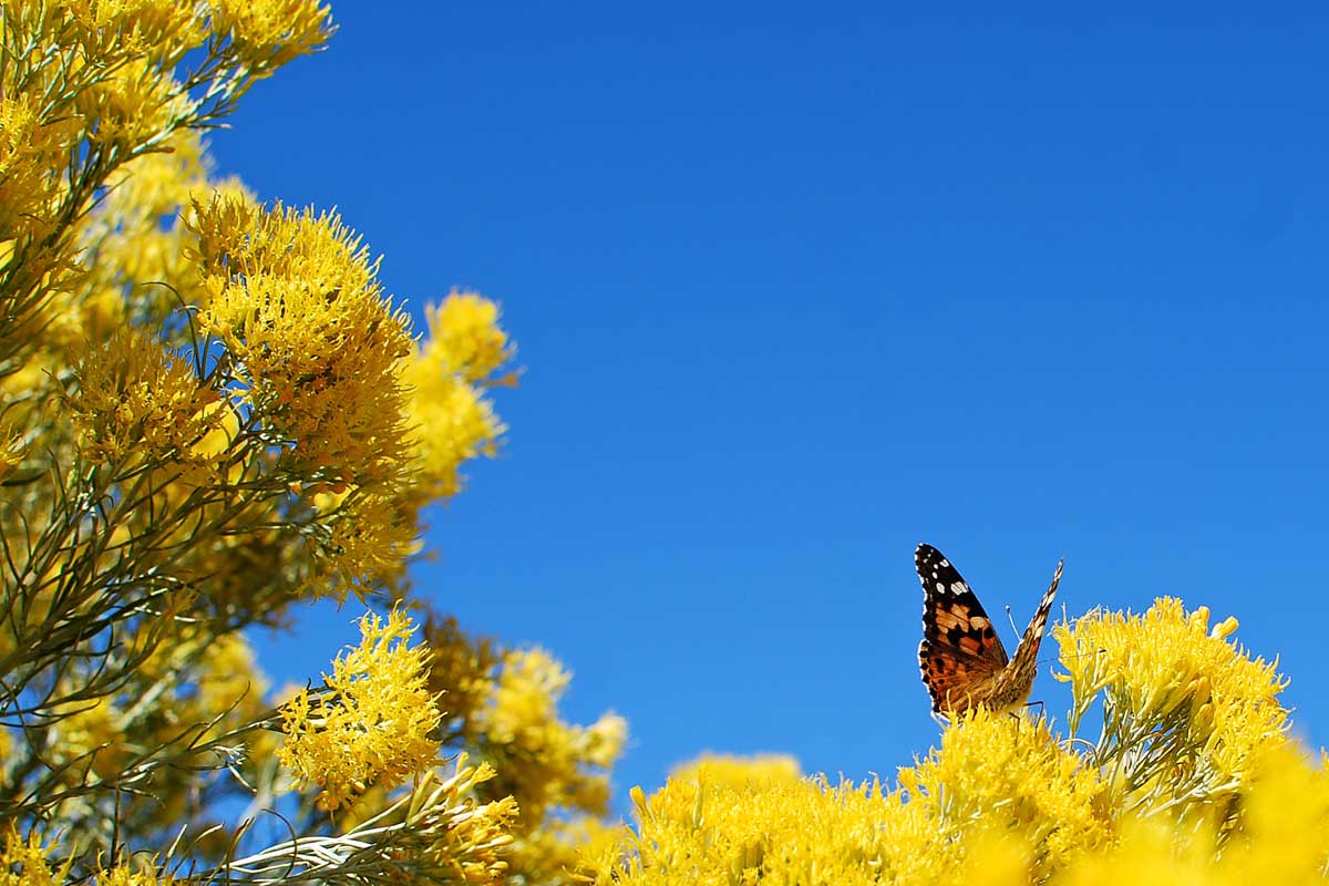 The 7MSN Ranch Screaming yellow chamisa