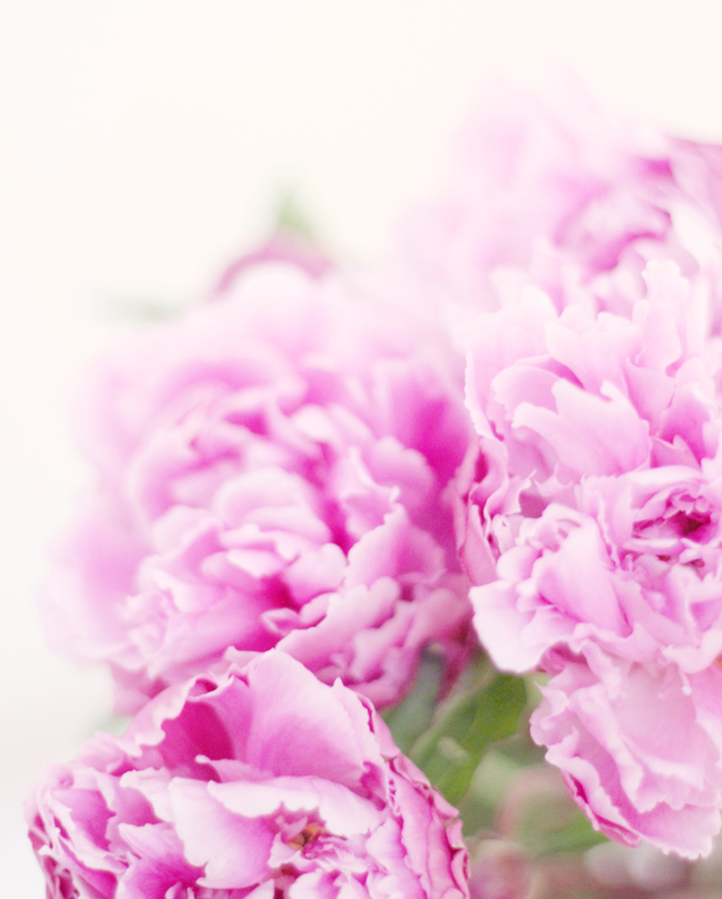 peonies