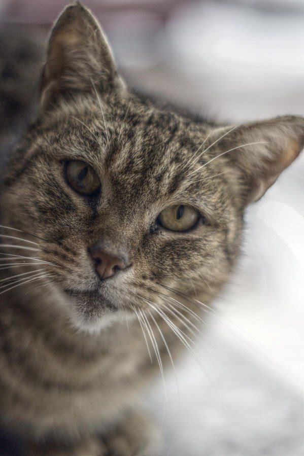 stock photo of a cat from Morgue File stock photo of a cat from Morgue File