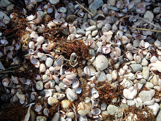 Sea shells on the beach in Oak Bluffs