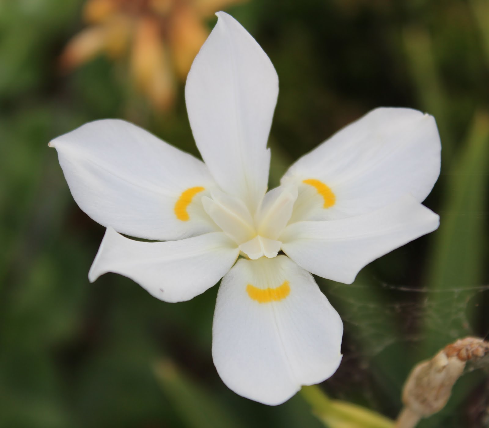 australian native plants Lord Howe Island Wedding Iris