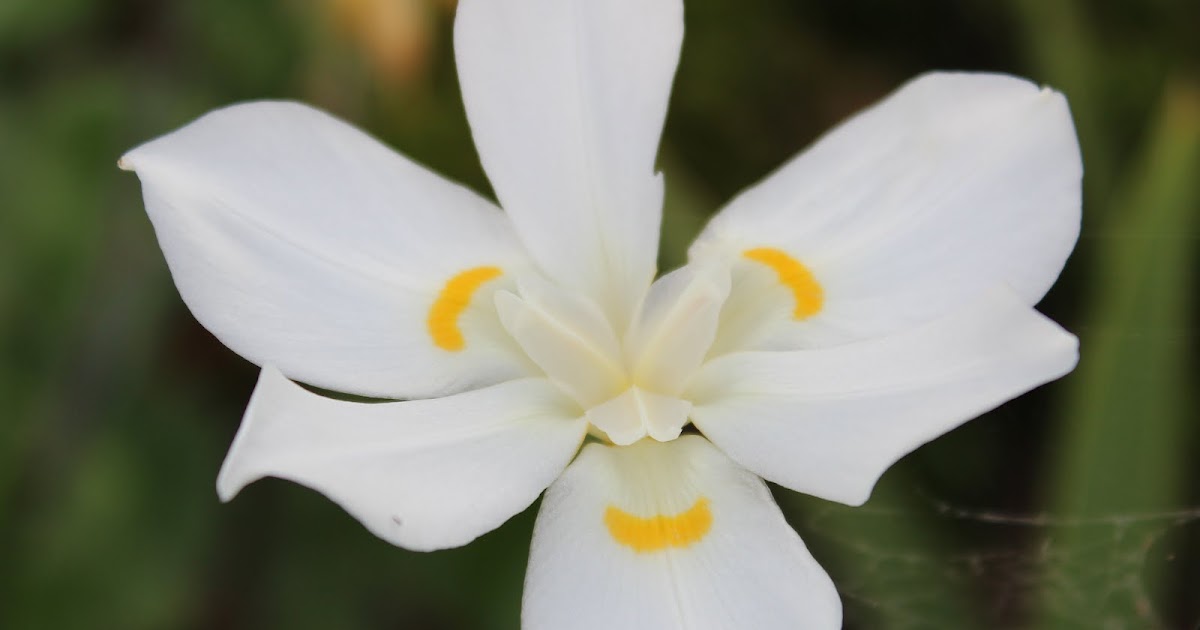 australian native plants Lord Howe Island Wedding Iris
