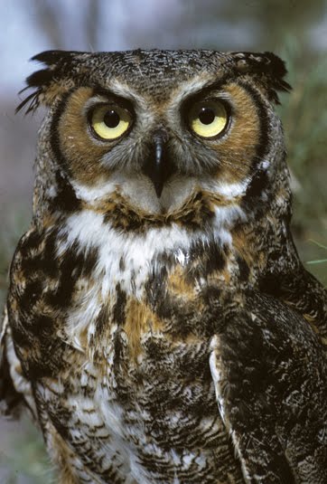 owl noises owl noises
