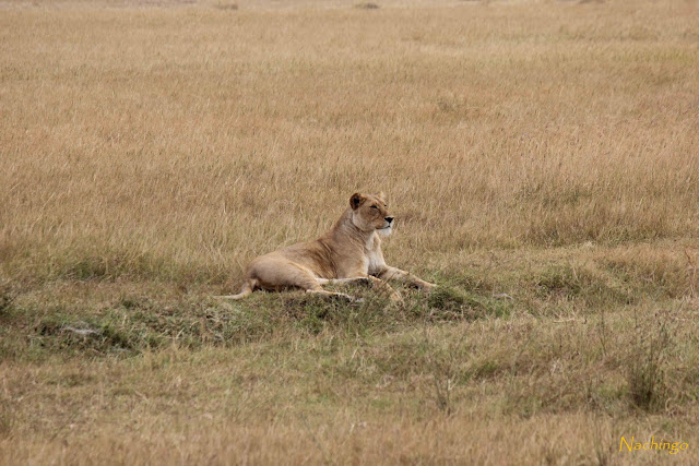 5 de agosto de 2012. El Ngorongoro. - 15 días de Safari y playa (12)