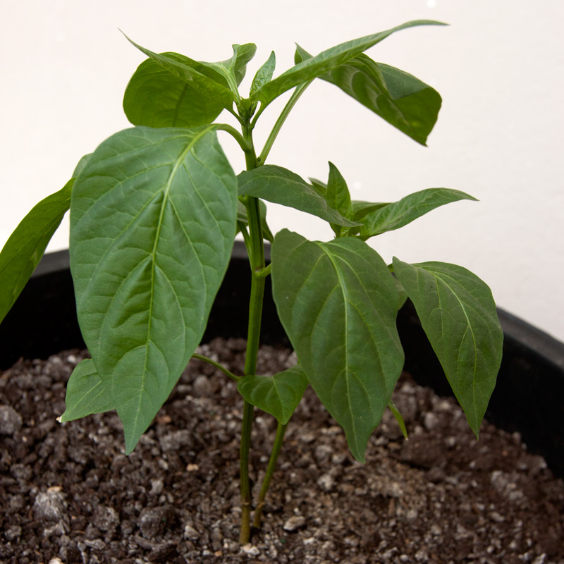 California Wonder 300 TMR Bell Peppers Adventures in Gardening