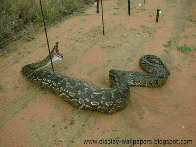 Great Anaconda Snake Wallpapers