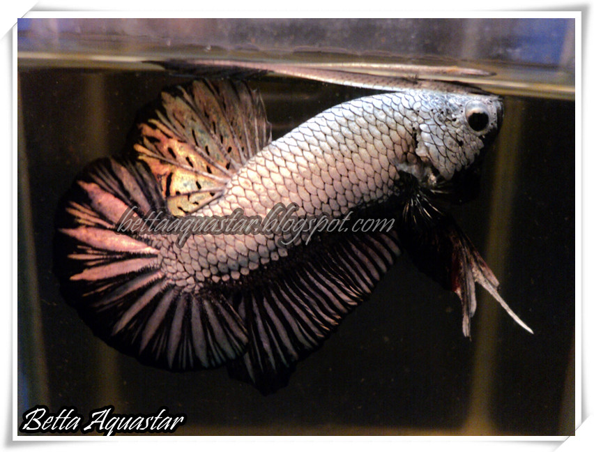 Betta Aquastar Betta HMPK Black Dragon