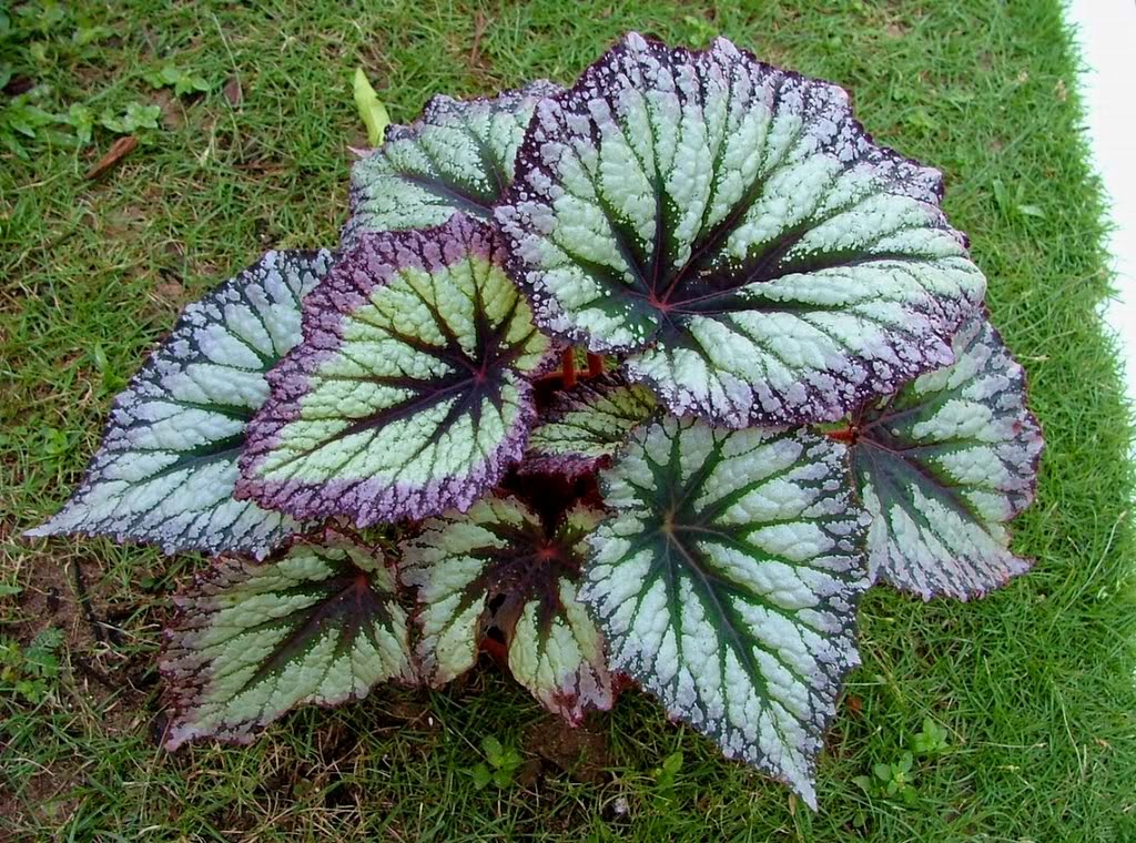 bunga begonia begonia spp tanaman hias bunga dan buah bunga begonia begonia spp tanaman hias bunga dan buah