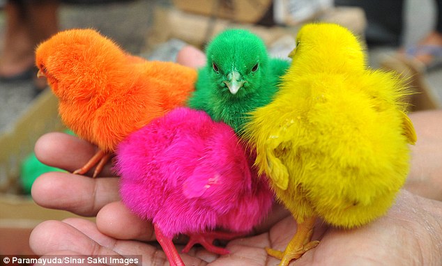 Students Of Saint Peter : Ayam Warna-Warni Indonesia Masuk Situs Koran