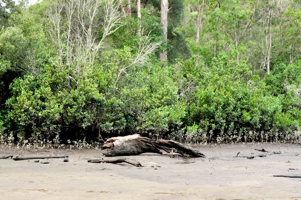 crosslands reserve mangrove, by creek crosslands reserve mangrove swamp