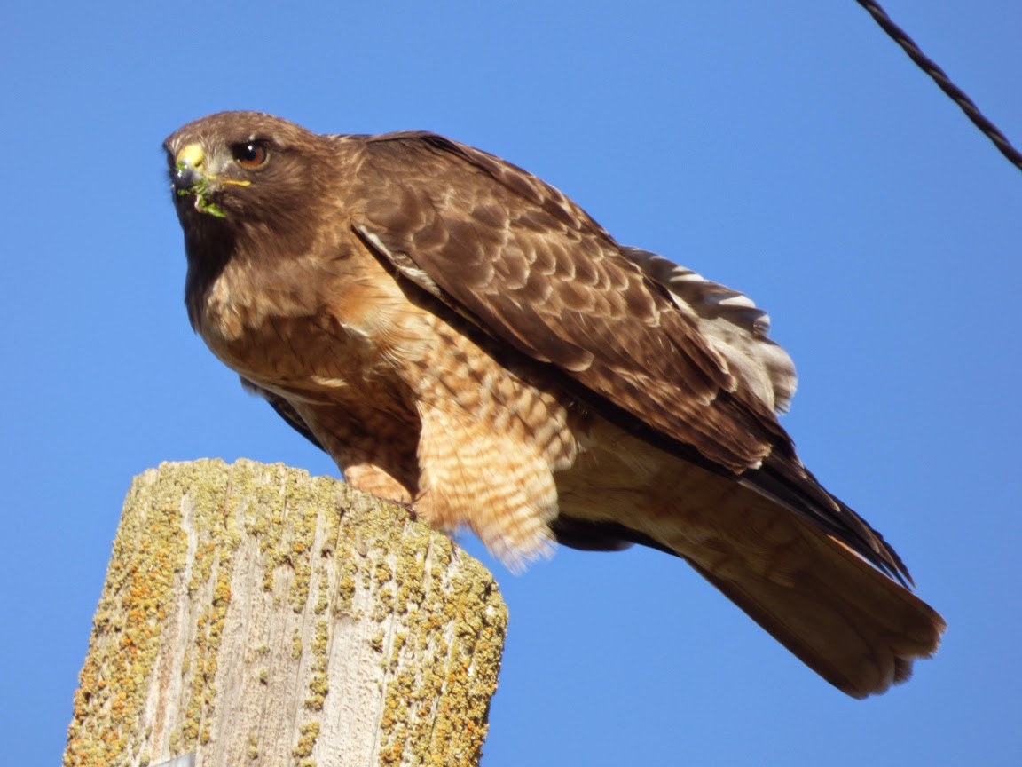 geotripper s california birds red tailed hawk at the geotripper s california birds red tailed hawk at the