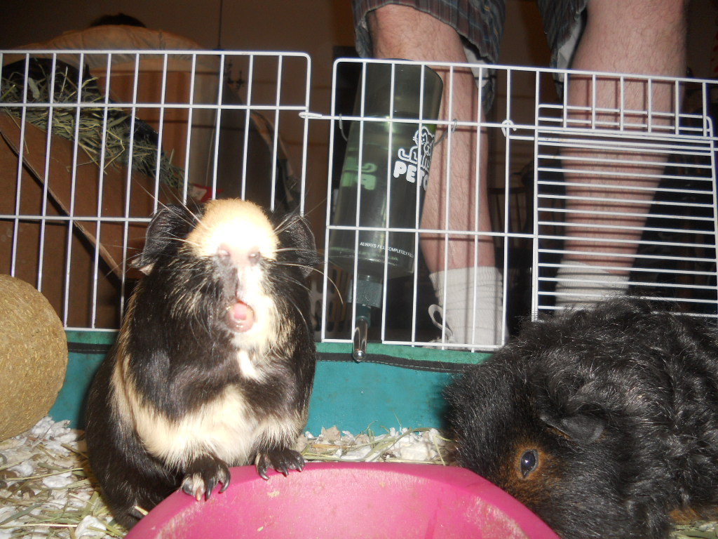 Cavy Savvy A Guinea Pig Blog Can Guinea Pigs Eat Mango Nectarines?