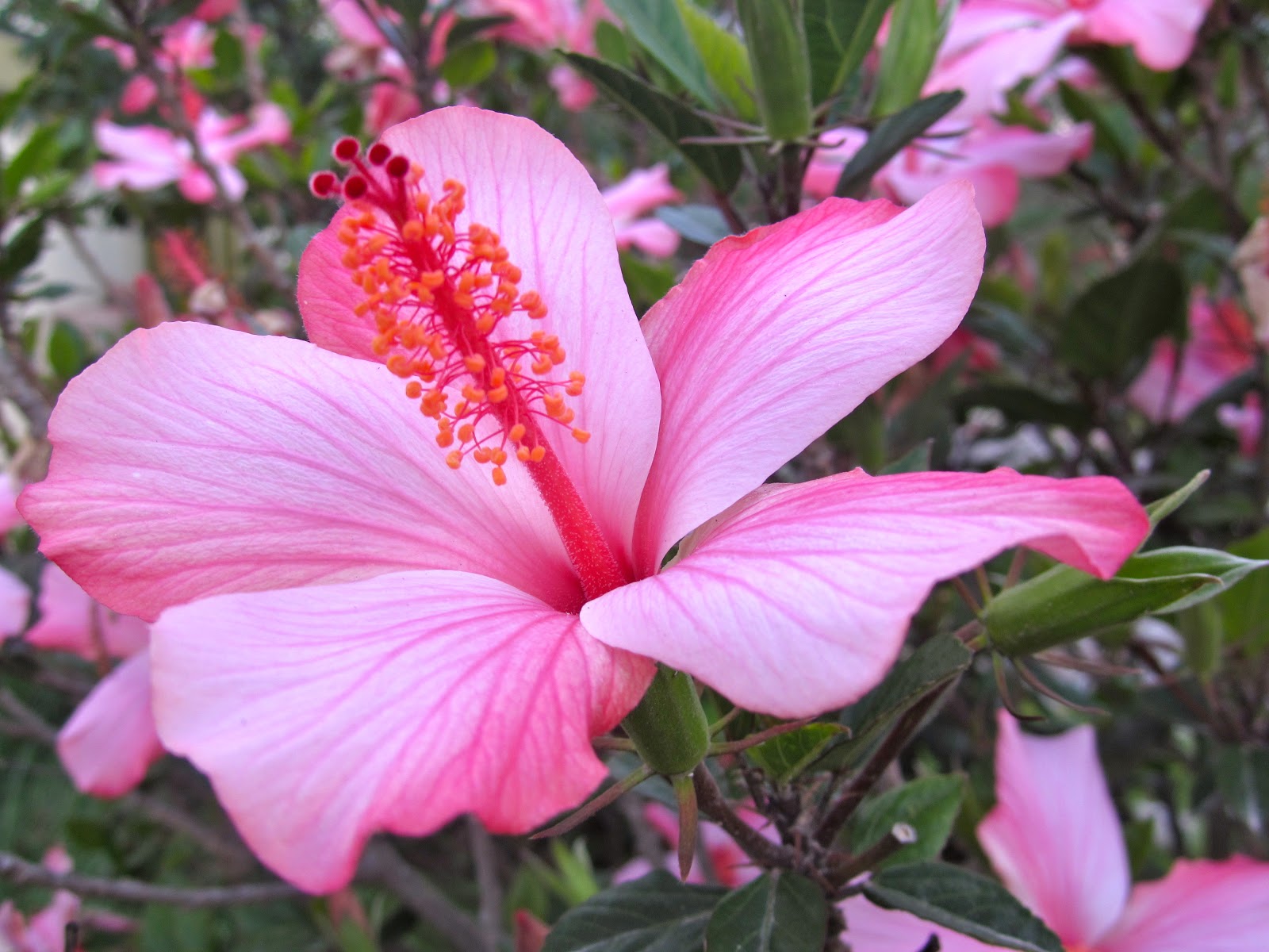 Imagenes De Flores Del Ecuador