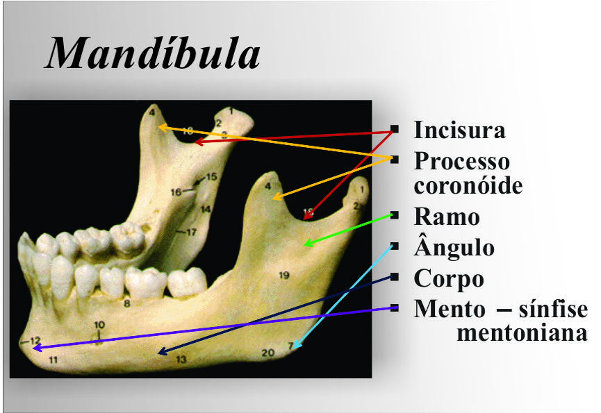 Osso ​ mandíbula (aspecto lateral).