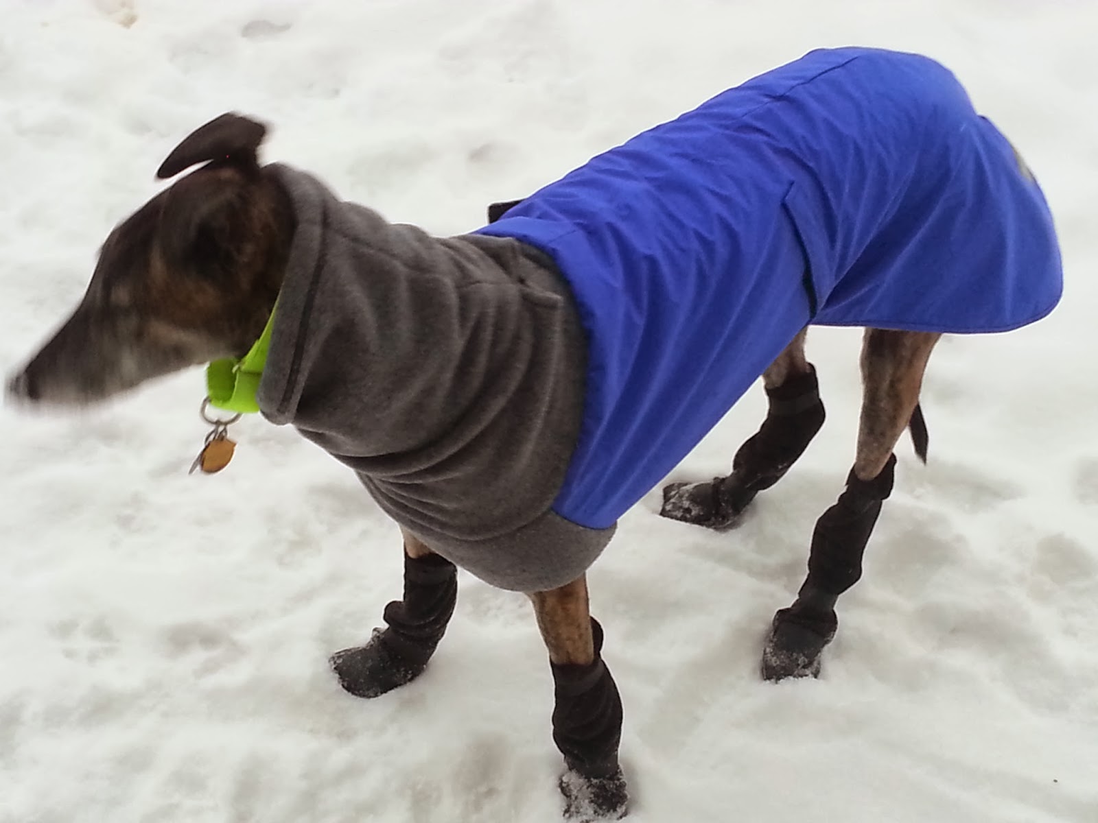 Northern Lights Greyhound Adoption Dog Blog Cold Weather Days