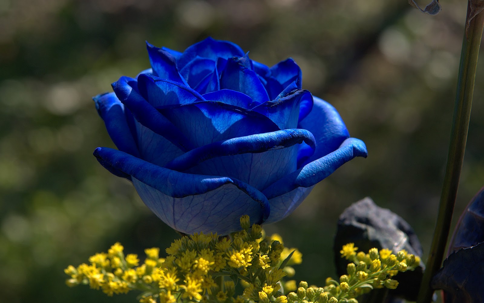 Blue Rose Flowers - Flower HD Wallpapers, Images, PIctures, Tattoos and