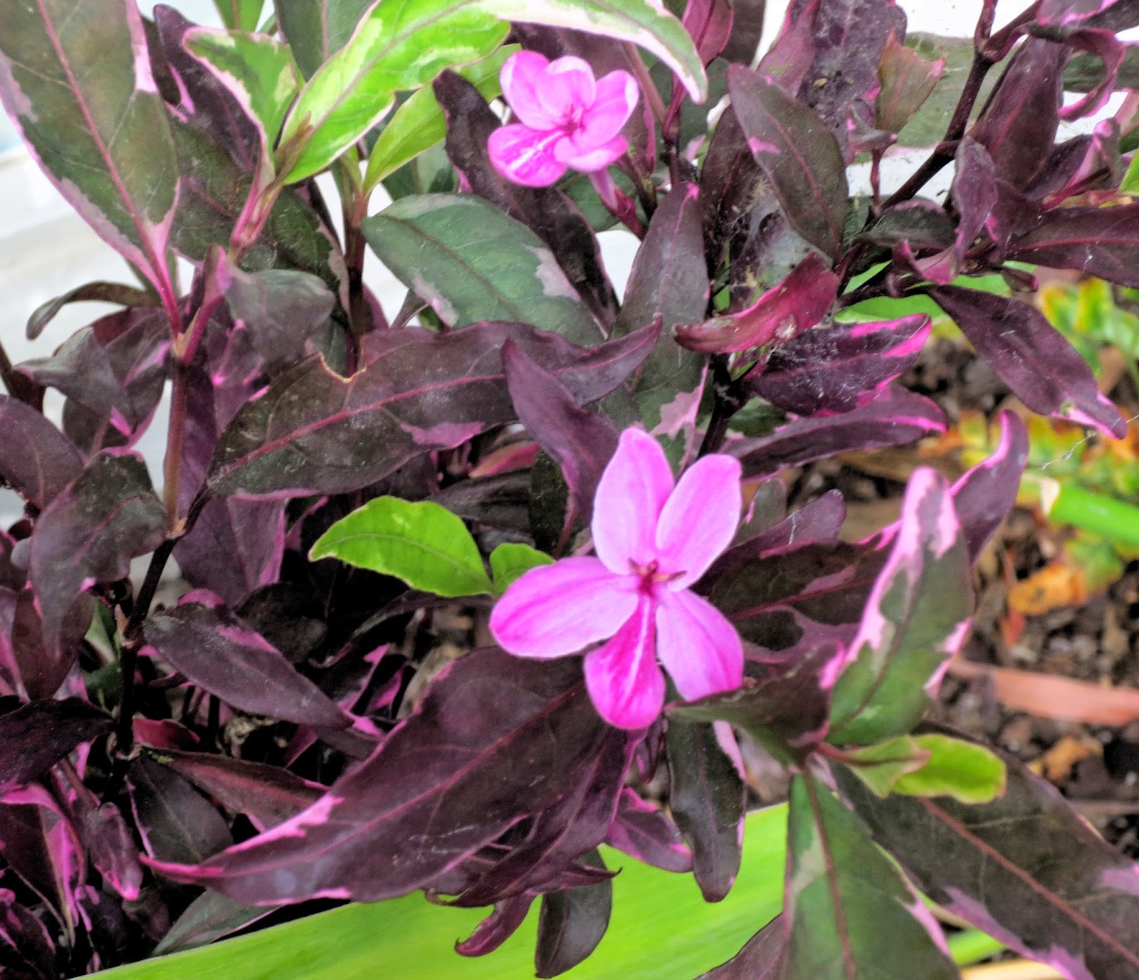 Late to the Garden Party My favorite plant this week