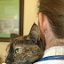 Cat Health Problems