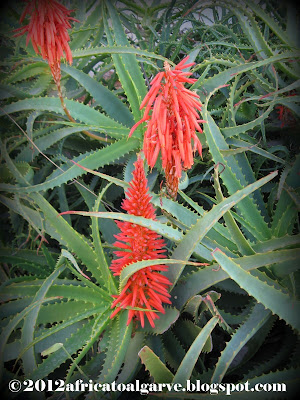 Aloe arborescens have blue-tinted leaves