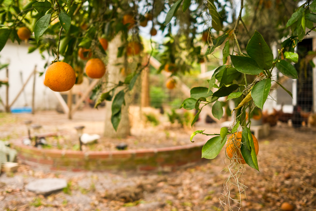 Orlando Street Photography Low Hanging Fruit