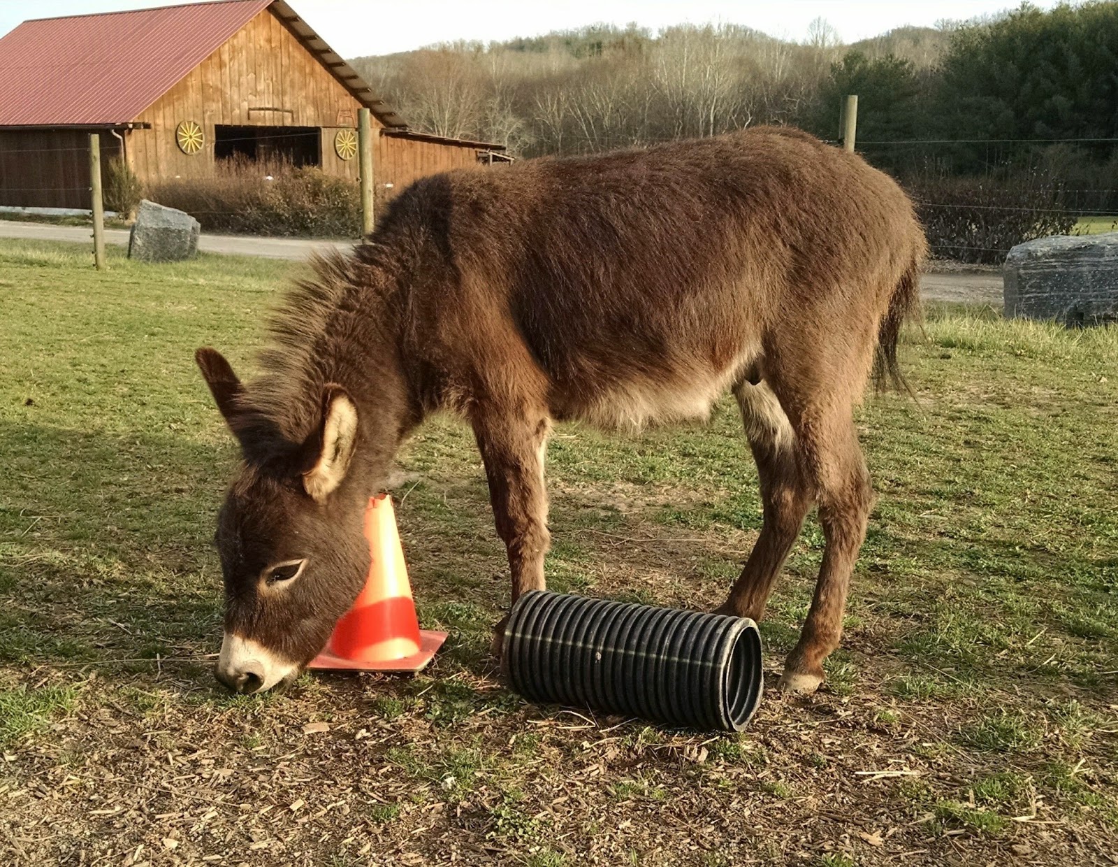 Our Tiny Farm in Western NC Pictures of Our MiniDonkeys