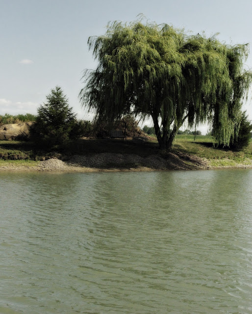 Weeping Willow
