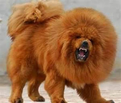 Japanese Lion Dog Breed Japanese Lion Dog Breed