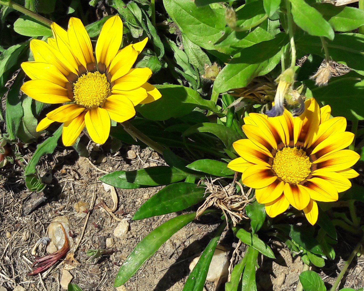 Mes plantes annuelles