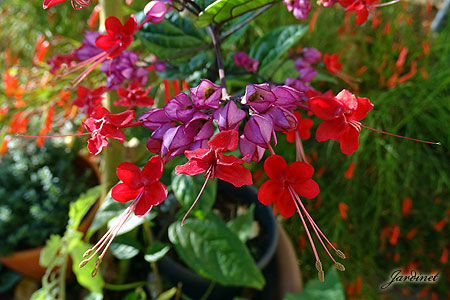 Flores do Coração-sangrento Atrativo para os beija-flores