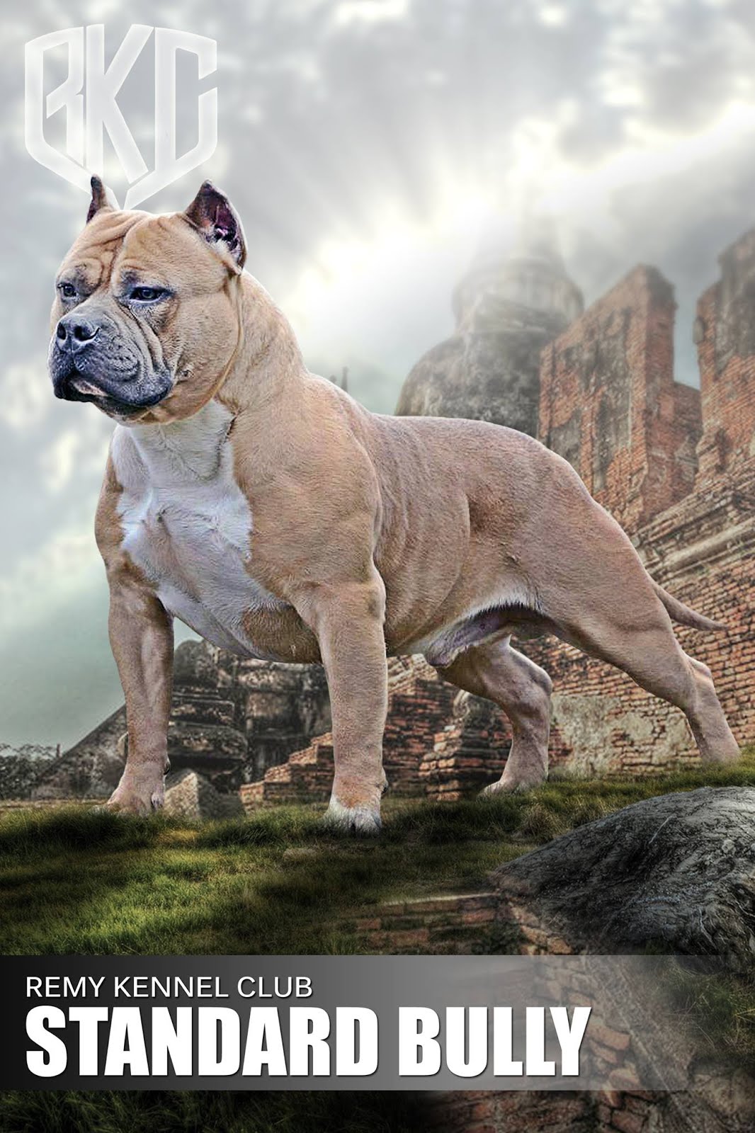 NoVACAIN Kennels The American Bully & UKC......