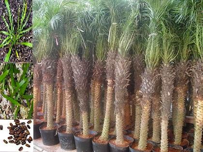 JUAL TANAMAN HIAS UNTUK TAMAN RUMAH, PALM SIKAS, PALM POENIX, PALM SADENG, PEMBUATAN TAMAN Untuk Taman Rumah Anda kami sedia: Tanaman Hias, Aneka Tanaman Bunga, Palm Sikas, Palm Poenix, Palm Sadeng berbagai ukuran sesuai pemesanan Anda. HUBUNGI KAMI, Hp : 0856 9485 8101 http://tukangtamanqu.blogspot.com/2014/12/jual-tanaman-hias-untuk-taman-rumah.html