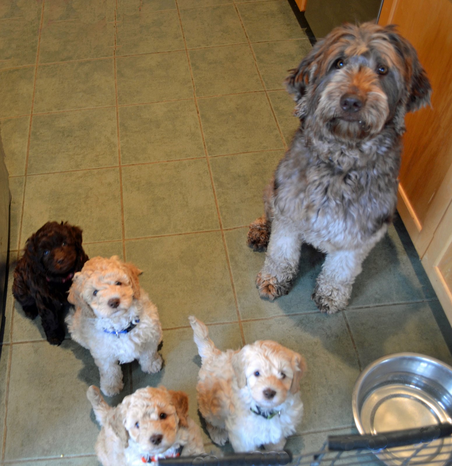 Attaboy Dog Food Website Attaboy Dog Food Website