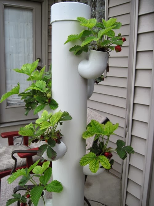 Hydroponic Strawberries Plants Pinterest