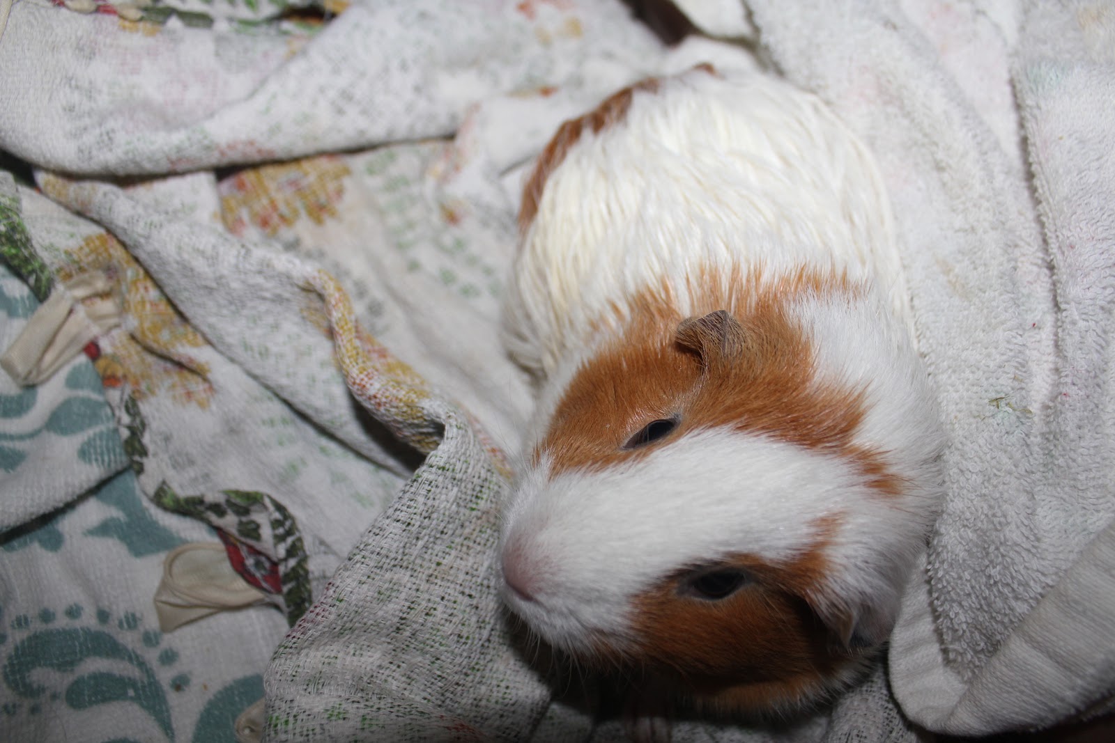 Guinea Piggy Babies Bathing the Guinea Pigs
