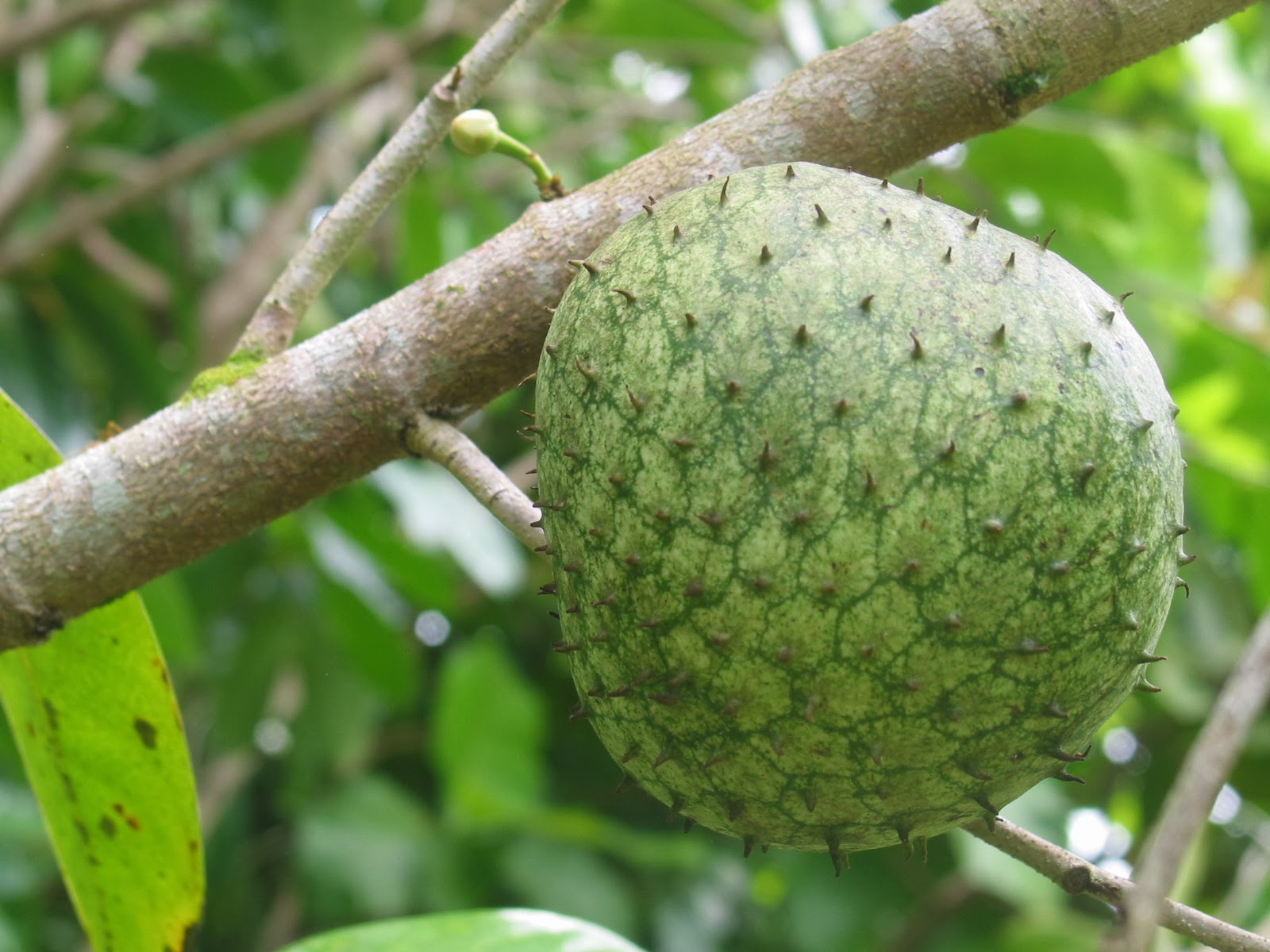 anti lice oil from guyabano annona Annona muricata (soursop or graviola)) of acetogenins, chemical chemical composition (%) of leaf oil of annona muricata l compounds ki 6 9 thus, applying a soursop leaf decoction on your hair can help you to get rid of head lice [7. anti lice oil from guyabano annona Annona muricata (soursop or graviola)) of acetogenins, chemical chemical composition (%) of leaf oil of annona muricata l compounds ki 6 9 thus, applying a soursop leaf decoction on your hair can help you to get rid of head lice [7.