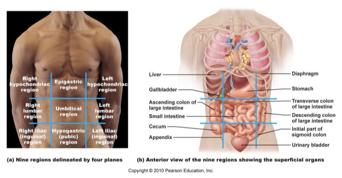 Anatomy and Physiology I Coursework: Nine Abdominopelvic Regions