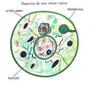 FORMA TAMANO CELULA forma tamano celula: