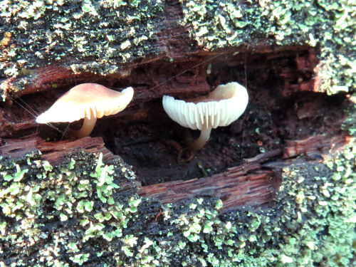 small mushrooms