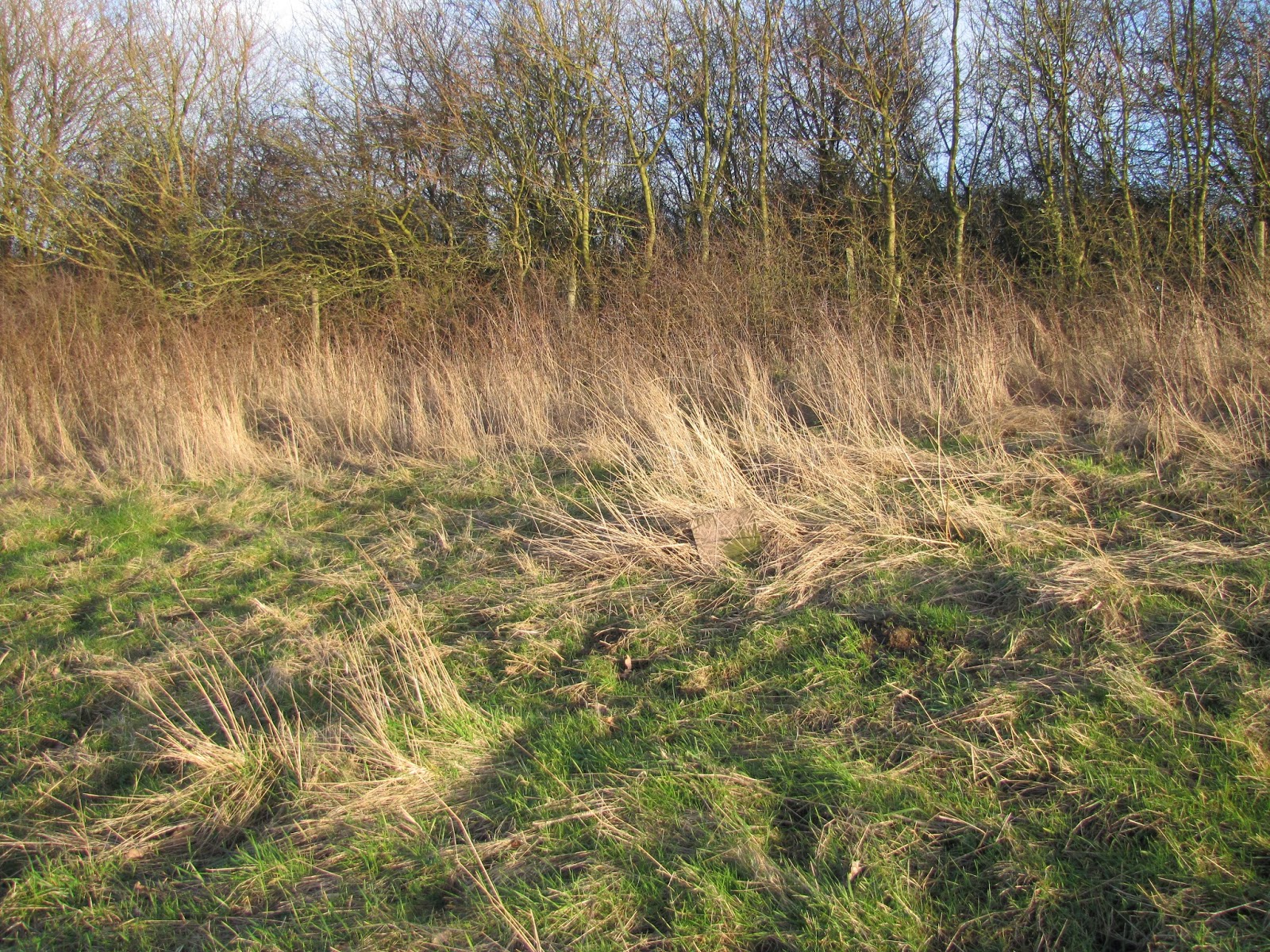 Adam Delf SCRUB GRASS CAM