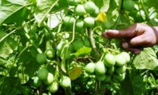 The Tuba-tuba Plant (Jatropha curcas) | Health - Tips