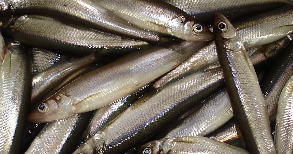 The Maine Outdoorsman Sardine Tournament of Champions