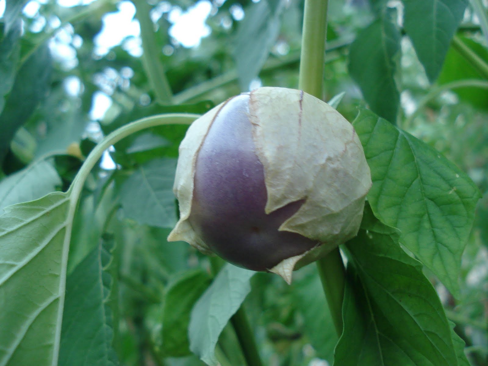 Purple Tomatillo Vegetable Plants Pinterest Plants