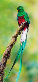 Um Quetzal