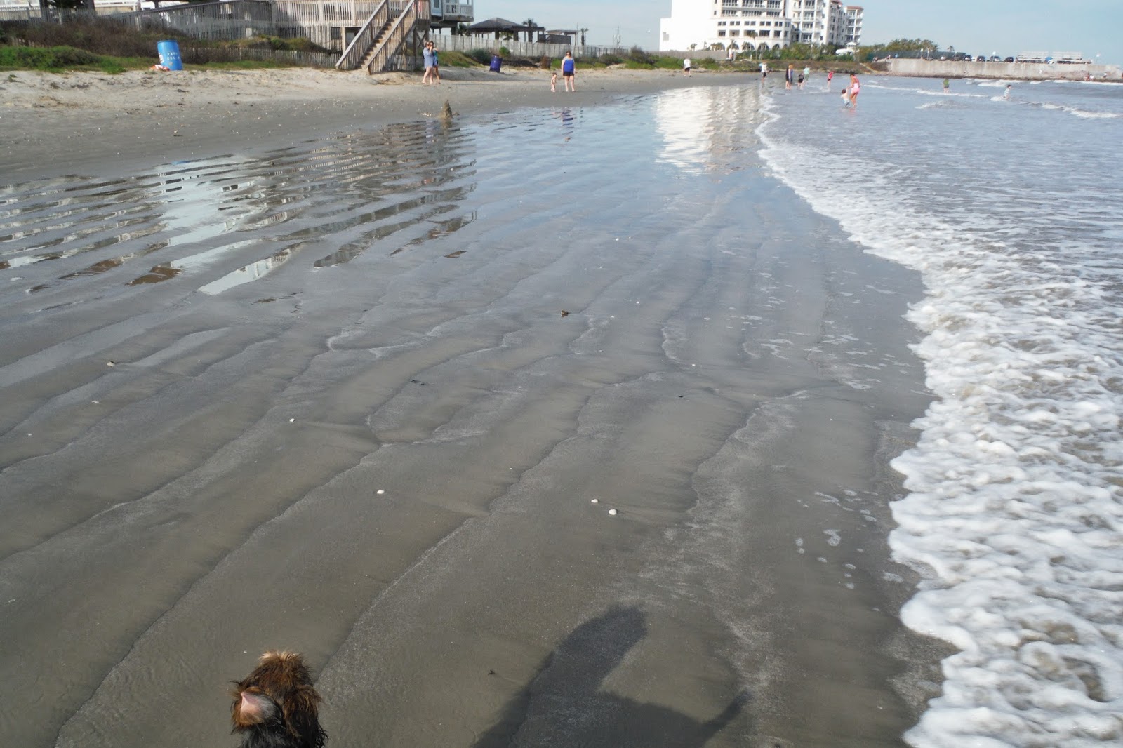 Observations From On The Road Sea Shells