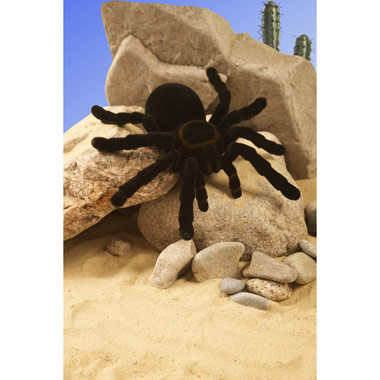 remote control spider smyths