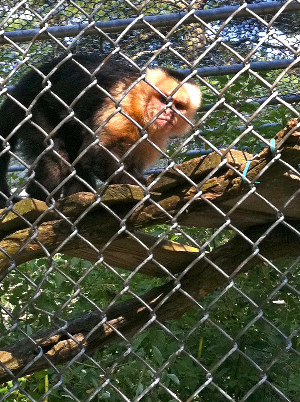 A Harmonious Combination Popcorn Park Zoo