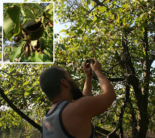 Walnut harvest happening Walnut harvest happening
